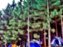 Caribbean Pines Camp